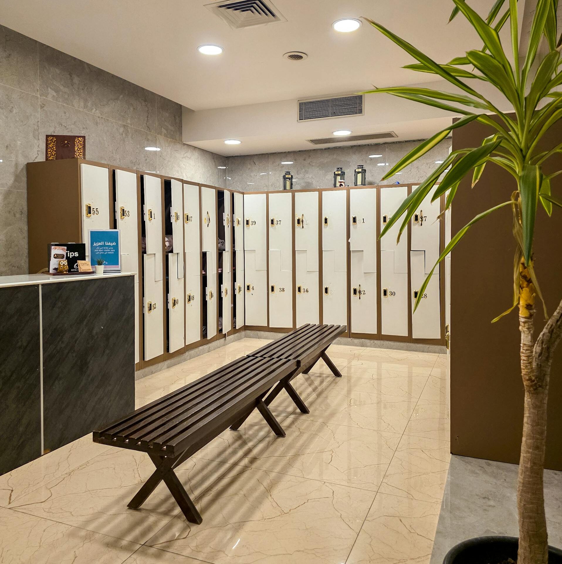 A spacious, modern gym locker room featuring lockers, a bench, and decor plant, perfect for fitness and wellness imagery.